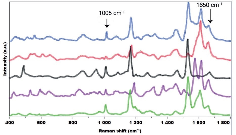 Raman spectra of 5 pollen from the species: Zea Mays (Corn, in blue), Quercus coccifera (Kermes Oak, in red), Lolium perenne (Ryegrass, in black), Parietaria judaica (Spreading Pellitory, in pink) and Salix atrocinerea (Grey Willow, in green).