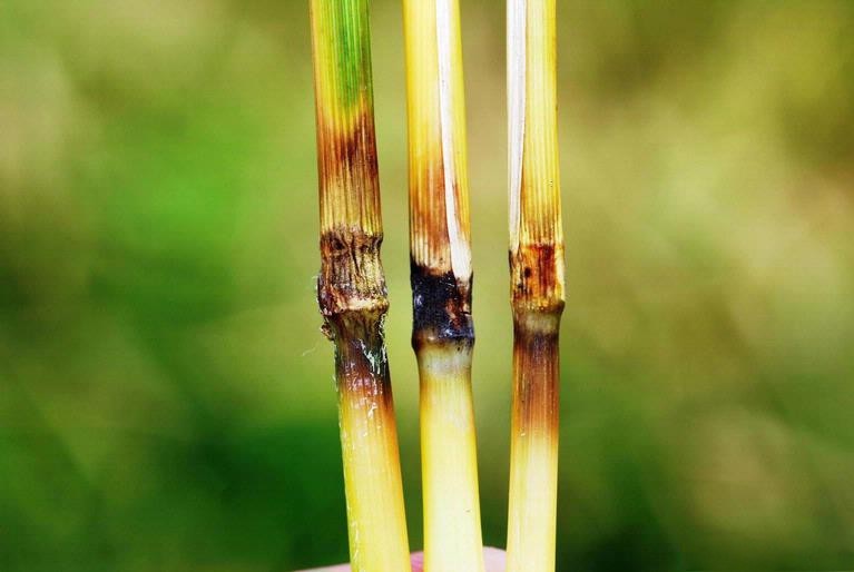 Rice Blast Symptoms on Rice Stalks.