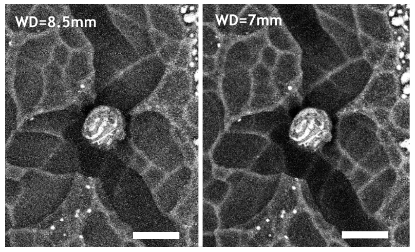 The effect of the working distance on the noise in the BSE image. The scale bar is 5 µm.