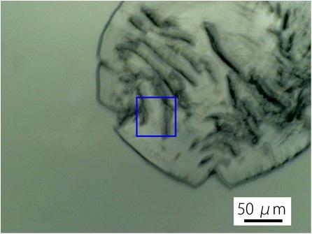 Measurement Sample