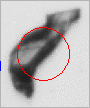 This particle represented as “round” would report as “100.1 µm in diameter”.