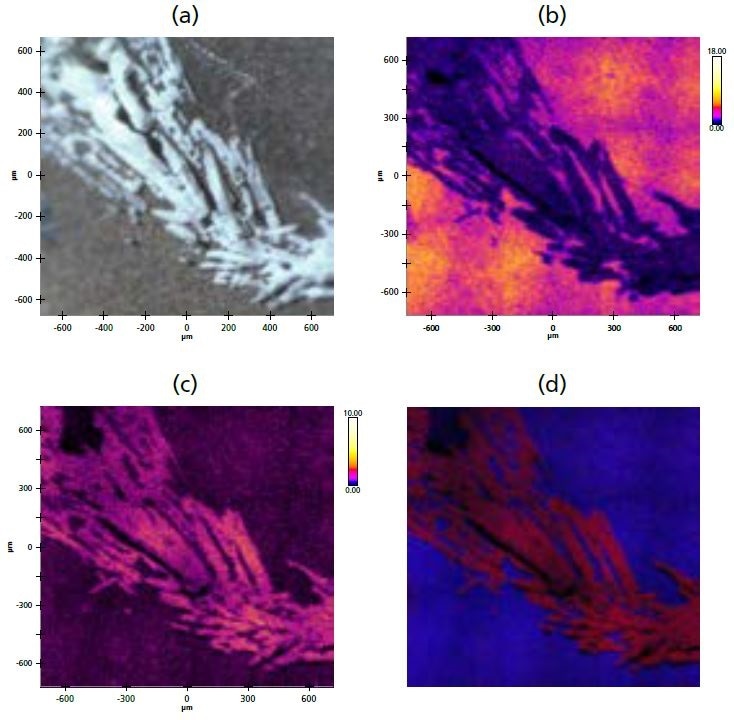 (a) Optical microscope image of surface crystallites; (b) XPS stitched image of Mg; (c) XPS stitched image of Cl; (d) overlay of Mg (blue) and Cl (red).