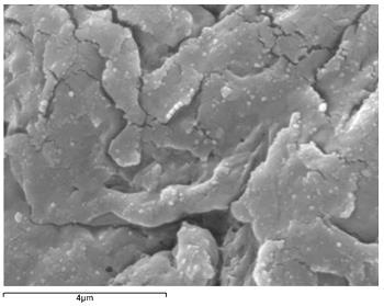 EOS Virgin PA12, high magnification (S. Berretta et al.)