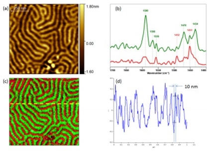 Chemical characterization of PS-P2VP block co-polymer sample by Tapping AFM-IR. (a) Tapping AFM height image. (b) Tapping AFM-IR spectra clearly identifying each chemical component. (c) Tapping AFM-IR overlay image highlighting both components (PS@ 1492 and P2VP@ 1588). (d) Profile cross-section highlighting the achievable spatial resolution, 10 nm. Sample courtesy of Dr Gilles Pecastaings and Antoine Segolene, University of Bordeaux, France.