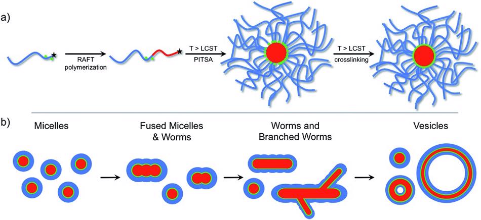 (a) Synthesis and self-assembly of an amphiphilic block copolymer. (b) Progression of self-assembly morphology as a function of block copolymer composition