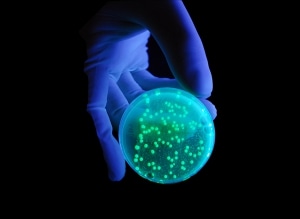 Fluorescence Spectrometers, Fluorescence, Spectrometers