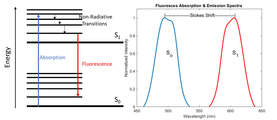 Example Jablonski diagram and the fluoresces absorption/emission spectra of a typical fluorescent molecule.