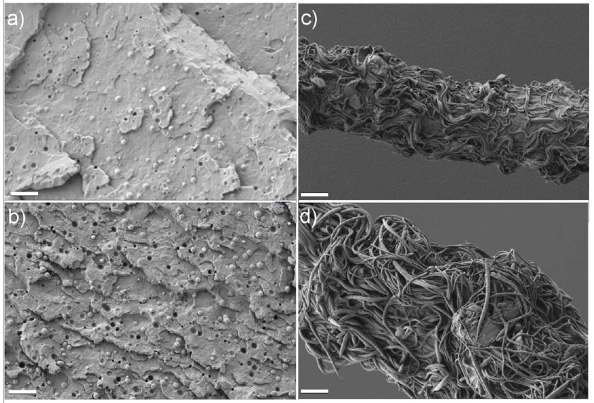 SEM images. (a) and (b): Fractured surfaces of as-extruded samples with 6 wt% and 10 wt% of PTT, respectively. (c) and (d): Etched surfaces of one spun blend filament containing 6 wt% and 10 wt% of PTT, respectively. The scale bar is 10 µm.