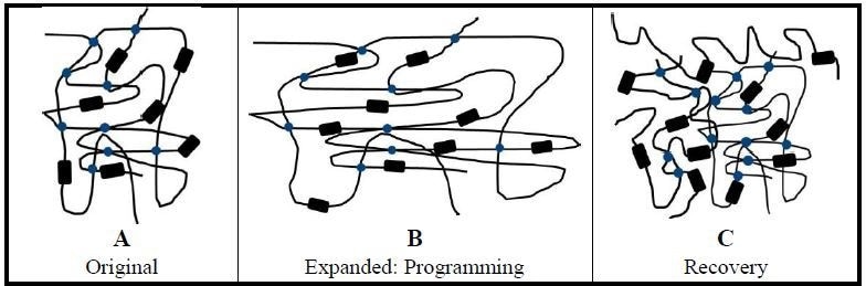 Transition and elastic components of HSPs. Using heat shrinkable tubing as an example, amorphous polymer chains (black lines) provide the elastic component for the expanded tubing. Elastic component energy is supported by crosslinking of polymer chains (blue dots). Crystallites (black rectangles) form the reversible transition component. (A) Unexpanded tubing shows only crosslinking. (B) Programming: The tubing is heated to just above its melt temperature and expanded. Held in its expanded shape, the tubing is then quickly cooled to lock the stretched polymer chains in place storing elastic energy. (C) Recovery: With the application of heat to the cooled and expanded tubing, the stretched amorphous chains are freed by melting and recover their original (unexpanded) permanent shape. In the recovered state, the polymer chains are more disordered and compact.