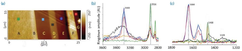 AFM height image (a) showing cross-sectioned multilayer film and AFM-IR spectra at 2800–3600 cm-1 (b) and 1200–1800 cm-1 (c). The spectra collected from layers C, E, and G are consistent with a polyamide. The IR spectrum recorded from layer D, which can be considered as the barrier layer in the film, is consistent with polyethylene-co-(vinyl alcohol) (EVOH).
