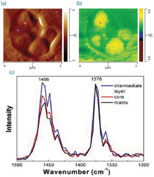 (a) AFM height image; (b) AFM-IR map of the methyl symmetric CH-bending at 1378 cm-1; and (c) AFM-IR spectra taken at the locations marked in (a) and (b), normalized to the 1378 cm-1 band, indicative of different ethylene contents as shown by the intensity of the 1456 cm-1 band.