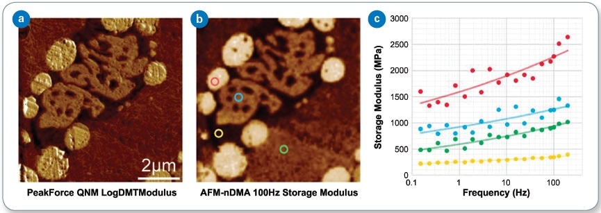 Comparison of mechanical property maps of a four-component polymer blend composed of COC (red), PP (blue), LLDPE (green), and elastomer (yellow) generated with PeakForce QNM (a) and AFM-nDMA (b) at 100 Hz, and spectra at selected points on the sample (c). The spectra show that COC grows in stiffness most rapidly with frequency, followed by PP, LLDPE, and elastomer. This PeakForce QNM 512x512 image (2 µm scale bar) was collected in about 10 minutes, while the 100 Hz AFM-nDMA 70x70 map took 30 minutes. Each spectrum took about 10 minutes to collect.