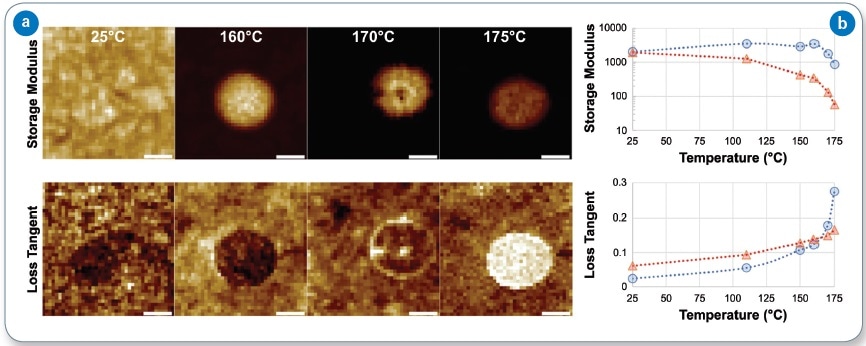 Storage modulus (top row) and loss tangent (bottom row) of a PP-COC blend: (a) 100 Hz AFM-nDMA maps with increasing temperature (500 nm scale bar); (b) plots of storage modulus and loss tangent at  0 Hz versus temperature. Blue circles were measured within the COC domain and red triangles were from the PP matrix.