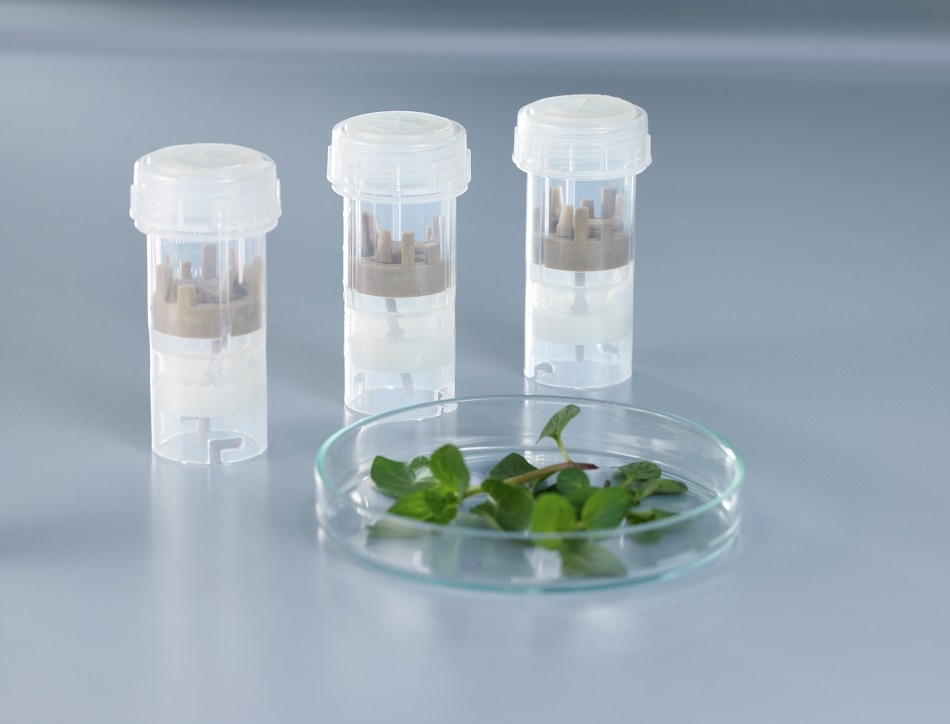 Homogenization of mint leaves with ensuing sampling process.