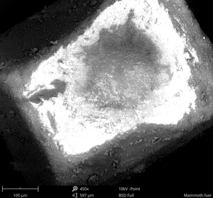 SEM image of sugar cube charging.