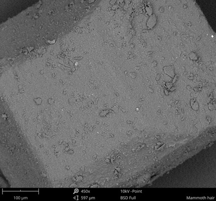 SEM image of sugar cane in low vacuum.