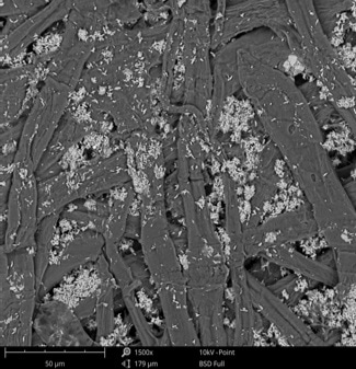 SEM image of paper in low-vacuum model.