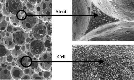 AZoM - Metals, ceramics, polymers and composites : Ceramic Foams – micrograph of a ceramic foam