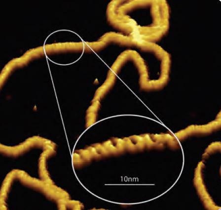 Using PeakForce Tapping to Image the DNA Double Helix