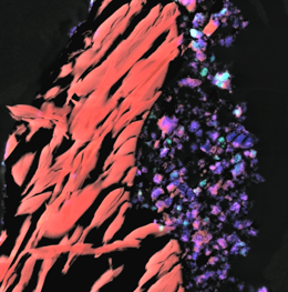 LRGB TEM image of a comet grain from comet Wild 2 returned by NASA’s Stardust spacecraft. Colors: HAADF (luminance), iron (red), magnesium (green), oxygen (blue). The large red object to the left is iron sulfide, the blue and green regions to the right contain nanoscale dust grains that tell us about the formation of the early solar system.