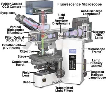 Fluorescence In Situ Hybridization (FISH) Imaging