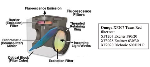 Fluorescence In Situ Hybridization (FISH) Imaging
