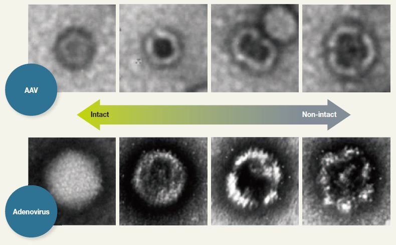 nsTEM for Revealing Particles with Disrupted Capsid Structure.