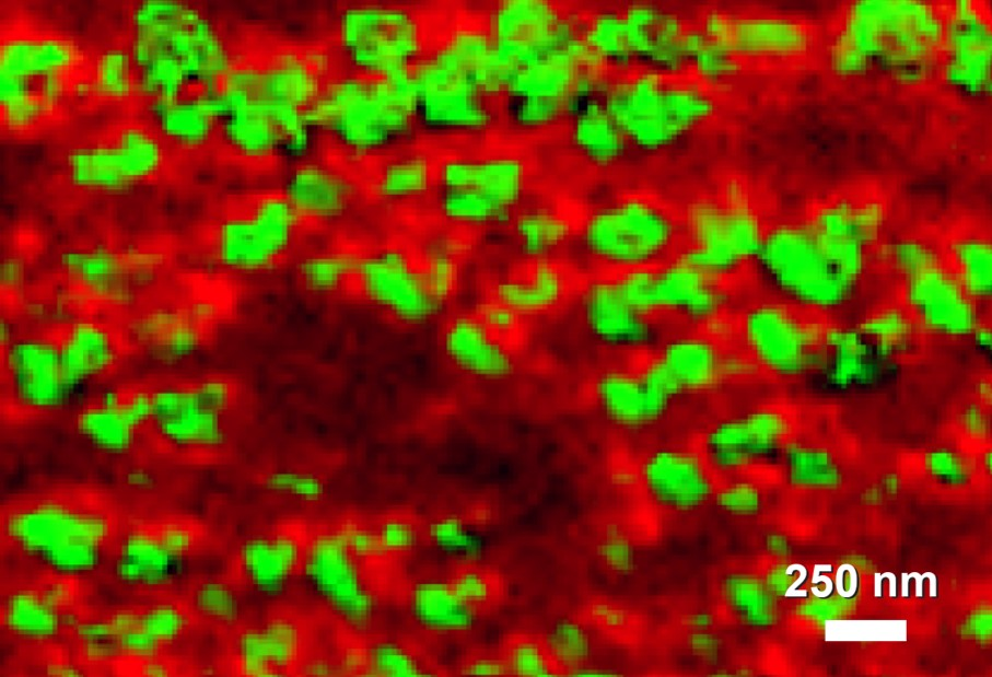 Image showing 20-50 nm domains of phospholipid bilayers showing molecular orientation differences visualized with tip-enhanced Raman spectroscopy (TERS)
