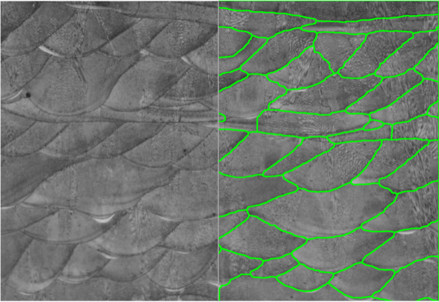 Automated deep learning detection of melt pool boundaries in additively manufactured parts.