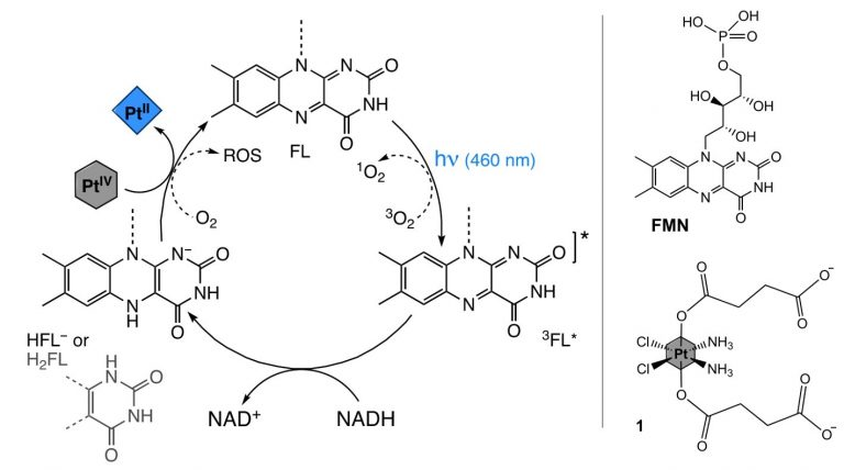 (Left) The photocatalytic mechanism of PtIV-to-PtII reduction mediated by a photoexcited flavin (FL) in the triplet state having extracted two electrons from NADH, and (Right) structures of one of the flavins, flavin mononucleotide (FMN), and one of the PtIV prodrugs (1) used in this study.