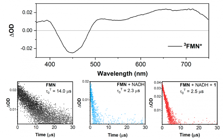 (Top) The time-resolved transient absorption spectrum using an ICCD camera of 3FMN*, and (Bottom) the lifetime traces using a PMT of the triplet state measured at 700 nm for FMN, FMN + NADH, and FMN + NADH + PtIV substrate 1 showing significant quenching of the native 3FMN* lifetime. The excitation wavelength was 445 nm for all measurements.