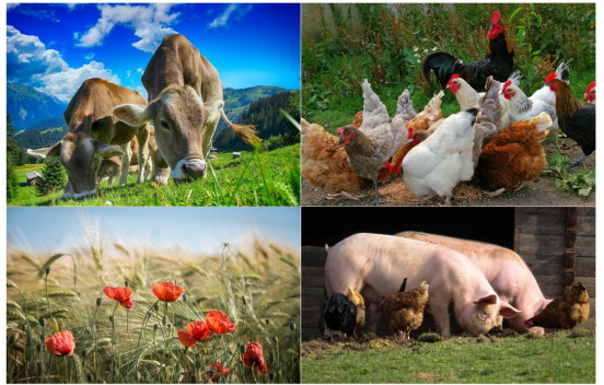 Livestock and Agricultural Research with PTR-MS