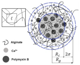 Core-shell model used for fitting of the microgel SAXS data.
