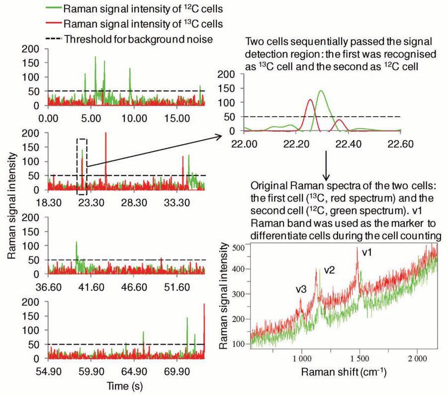 An example of the RR microfluidic device counting of photosynthetic microorganisms. As the cells of the model strain Synechocystis sp. PCC 6803 flow through the Raman detection area of the microfluidic device, RR spectra were acquired continuously about 27 times every second. The v1 RR band was used to differentiate 12 C- and 13 C-cells. The intensity of this band was plotted against the temporal axis and displayed in green and red for 12 C- and 13 C-cells, respectively. A part of the figure near 23.3 s was enlarged to show a 13 C- and 12 C-cell passed through the Raman detection area sequentially only about 0.1 s apart from each other; the untreated RR spectra of those two cells show a distinctive red shift of all of the carotenoids RR bands.