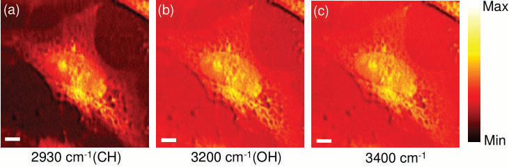 CARS images of an unstained HeLa cell by selective excitation at 2930 cm-1(a), 3200 cm-1 (b) and 3400 cm-1 (c). Scale bar is 6 µm.
