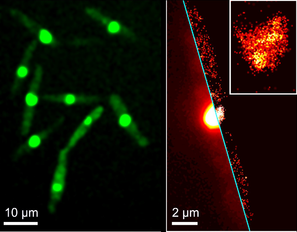 SMLM image of a selected cell with red-converted protein; the inset shows a close-up around the cell nucleus. SMLM images were rendered from 1000 successive camera frames taken with 561 nm illumination for fluorescence excitation and an additional weak 405 nm illumination for green-to-red photoconversion of the protein.