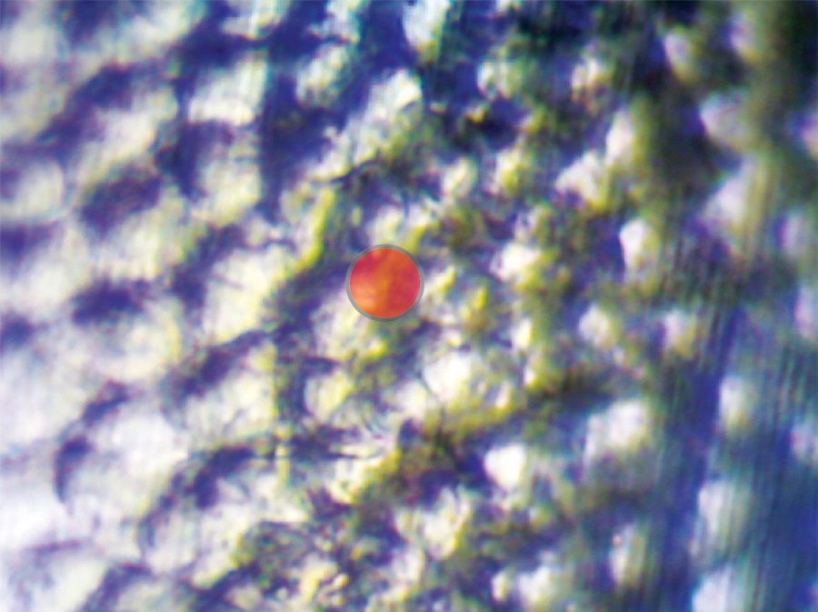 Measurement location – red circle indicates the measurement spot area (10 µm). The surface is ablated to increase the retention of the medicated polymer.