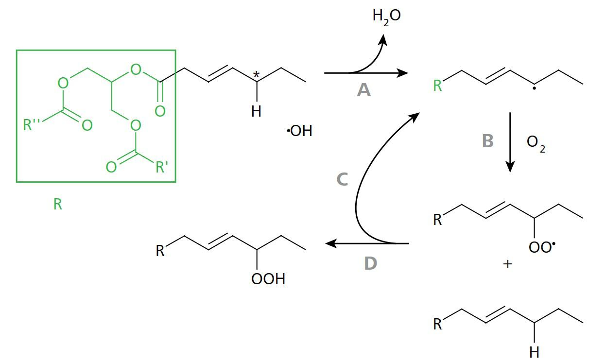 Scheme of peroxidation of a monounsaturated fatty acid. A: The methylene group (marked with an asterisk) is particularly susceptible to the cleavage of an H atom due to its position adjacent to the double bond. This leads to a reaction with the hydroxyl radical. B: The reactive radical binds to molecular oxygen from the ambient air. C, D: A reaction with a "fresh" fatty acid produces a peroxide on the one hand and a free radical on the other – a chain reaction begins