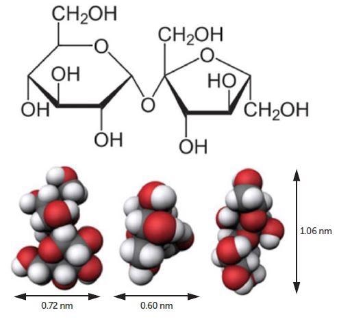 Sucrose molecule.