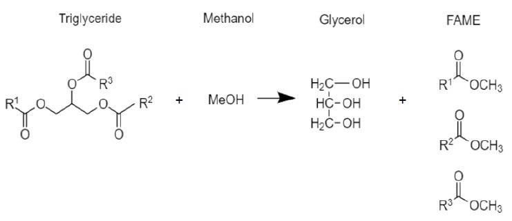 Mechanism for the transesterification of triglycerides to fatty acid methyl esters (biodiesel fuel).