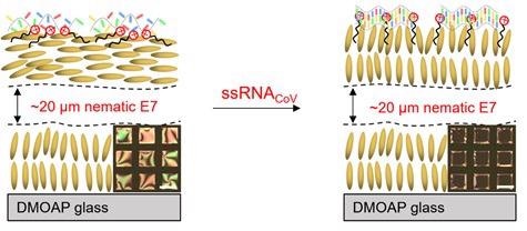 Schematic showing the physical arrangement of LCs – left shows alignment pre-addition of ssRNAcov; right shows the change in alignment induced by the binding of the ssRNAcov target to the ssDNA probe. Note: the insert image captures show the visual change from occluded (left) to clear (right).