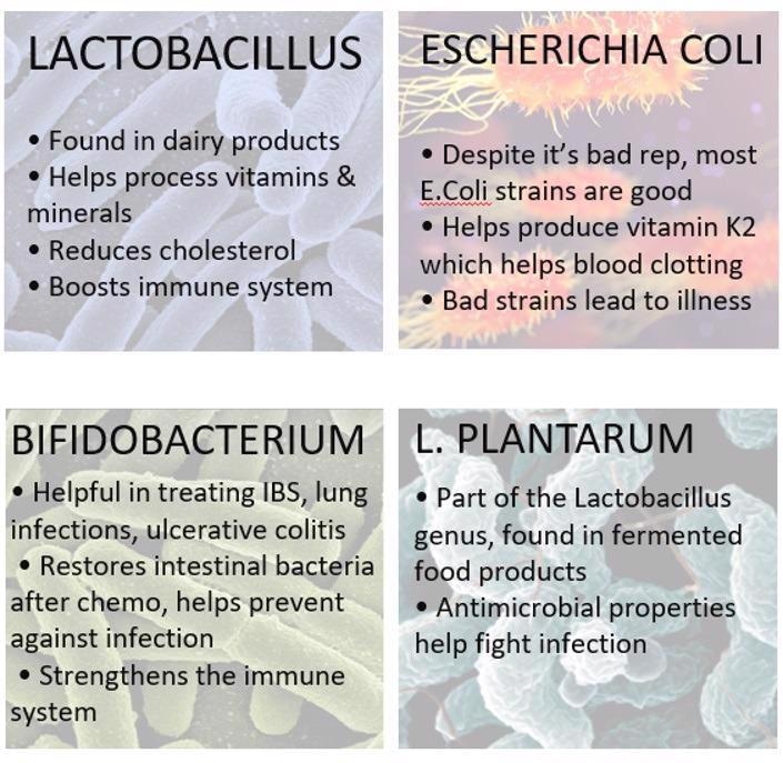 Four types of probiotic bacteria, and some of their health-boosting properties