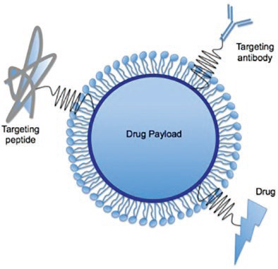 Surfaced modified nanoparticle for drug targeting and delivery