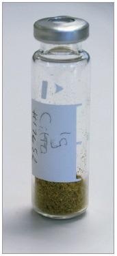 Hops inside a headspace vial awaiting analysis.