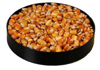 Analysis of Corn
