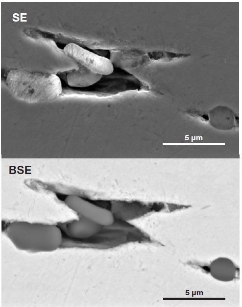 Higher magnification view of the inclusions in the stringer (Acc voltage 15 keV, beam current 0.22 nA, acquisition time 60 s).