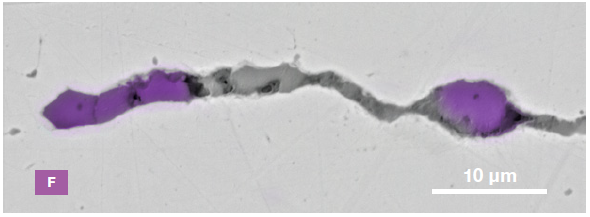 ChemiSEM images of one of the sub-surface inclusions. From top left: backscattered electron image, calcium, fluorine, and silicon maps showing their distribution within the inclusions (Acc voltage 15 keV, beam current 0.44 nA).