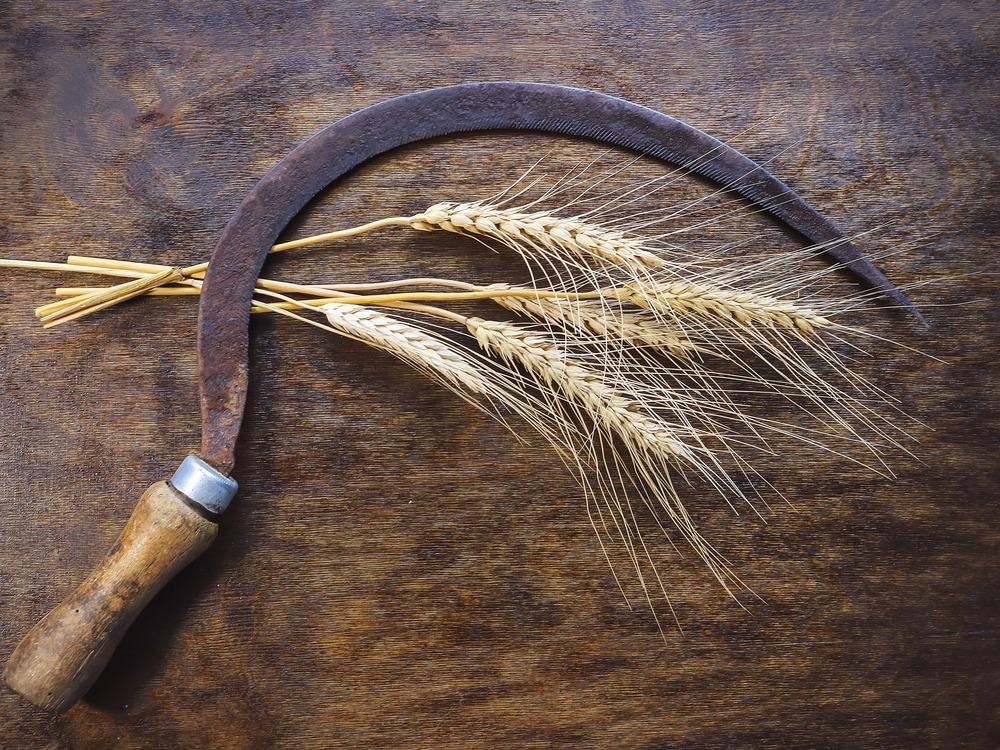 sickle, surface metrology, archaeology, paleontology, tools
