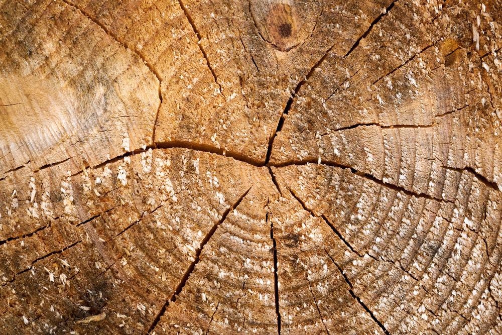 From Wood to Window: Turning Trees Transparent