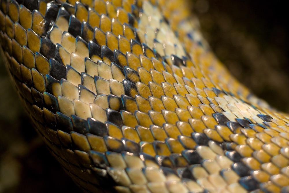biomimicry, wearable electronics, energy storage, battery, robots, soft robots